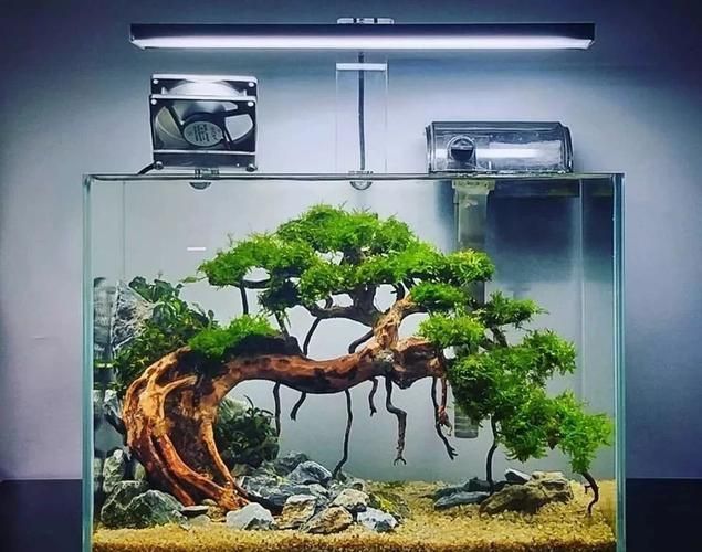 如何種植和養(yǎng)護(hù)這些水草，北京地區(qū)家庭水族養(yǎng)護(hù)水草種植與養(yǎng)護(hù)的核心技術(shù)要求