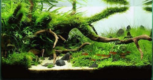 如何種植和養(yǎng)護(hù)這些水草，北京地區(qū)家庭水族養(yǎng)護(hù)水草種植與養(yǎng)護(hù)的核心技術(shù)要求