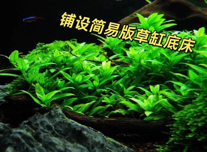 如何種植和養(yǎng)護(hù)這些水草，北京地區(qū)家庭水族養(yǎng)護(hù)水草種植與養(yǎng)護(hù)的核心技術(shù)要求