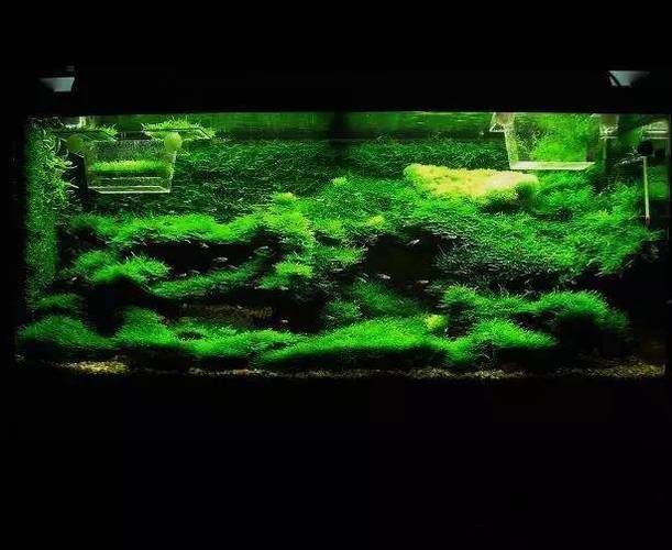 如何種植和養(yǎng)護(hù)這些水草，北京地區(qū)家庭水族養(yǎng)護(hù)水草種植與養(yǎng)護(hù)的核心技術(shù)要求