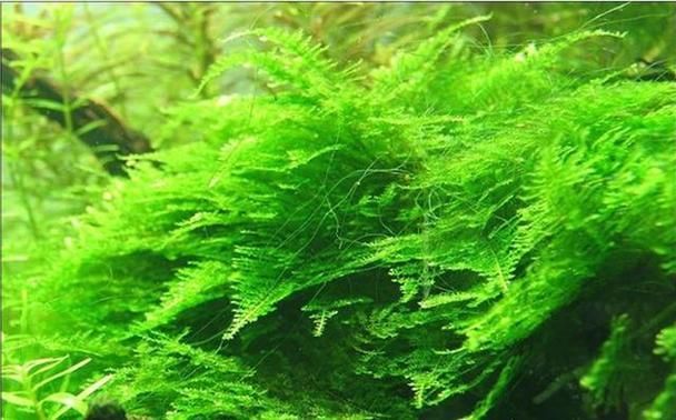 如何種植和養(yǎng)護(hù)這些水草，北京地區(qū)家庭水族養(yǎng)護(hù)水草種植與養(yǎng)護(hù)的核心技術(shù)要求