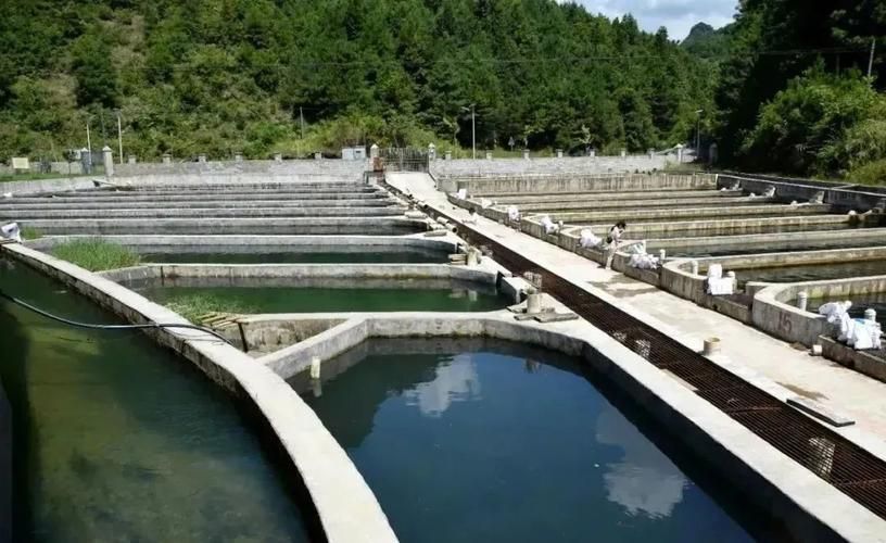 惠水鱘魚的市場價格是多少，惠水鱘魚市場價格是多少惠水鱘魚的市場價格是多少