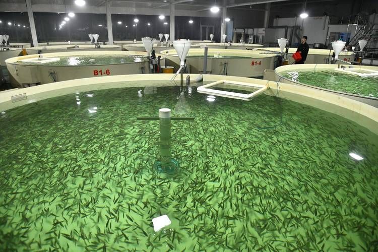 祥龍魚場的人工繁殖技術有哪些挑戰，祥龍魚場人工繁殖技術與人工繁殖技術挑戰思考完成