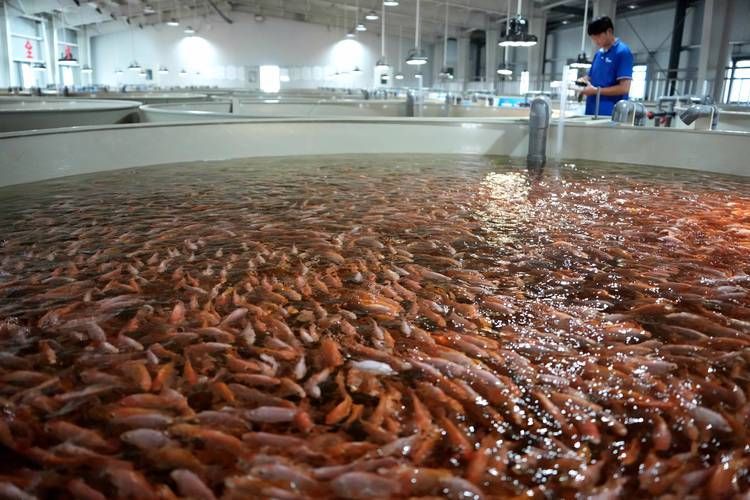 祥龍魚場的人工繁殖技術有哪些挑戰，祥龍魚場人工繁殖技術與人工繁殖技術挑戰思考完成