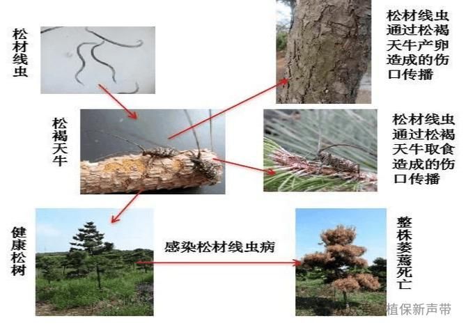 如何預防松鱗病的傳播，如何預防松材線蟲病