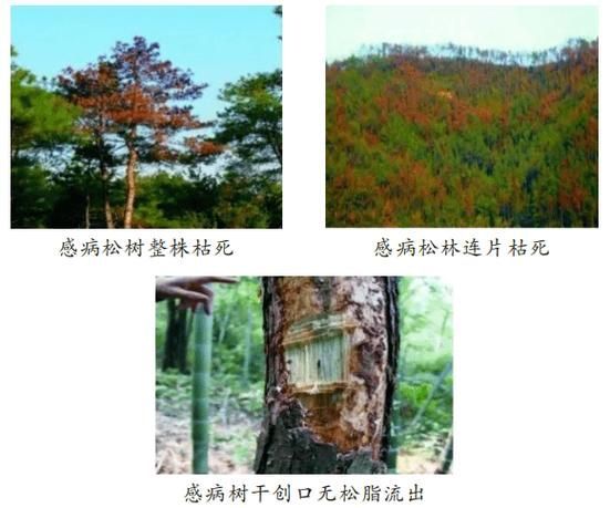 如何預防松鱗病的傳播，如何預防松材線蟲病