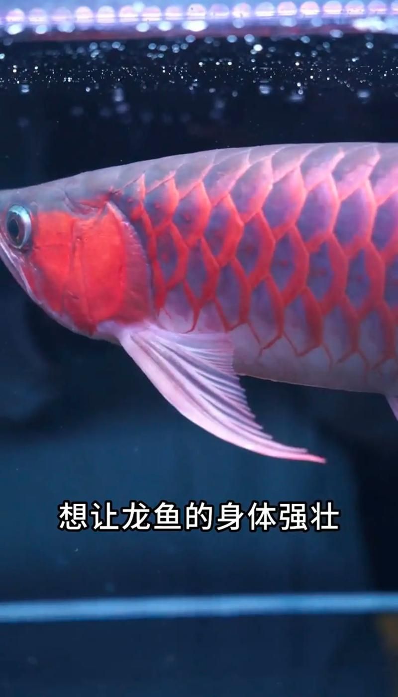 大禹德邦龍魚飼料的價格范圍是多少，大禹德邦龍魚飼料價格范圍在10元至50元人民幣之間 大禹德邦龍魚飼料的價格范圍是多少，大禹德邦龍魚飼料價格范圍在10元至50元人民幣之間 龍魚百科 第5張