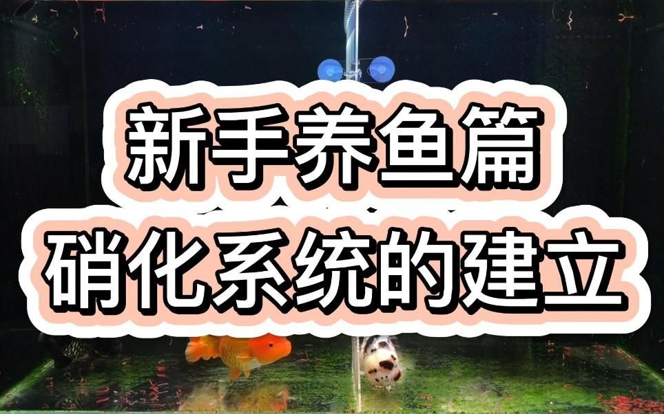 有哪些方法可以加速硝化菌培養(yǎng)，加速硝化菌培養(yǎng)