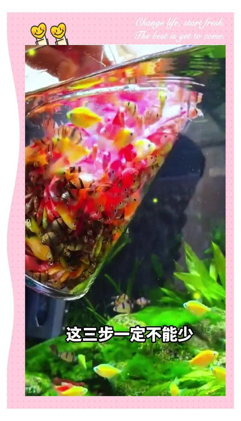 線上購買龍魚需要注意什么？