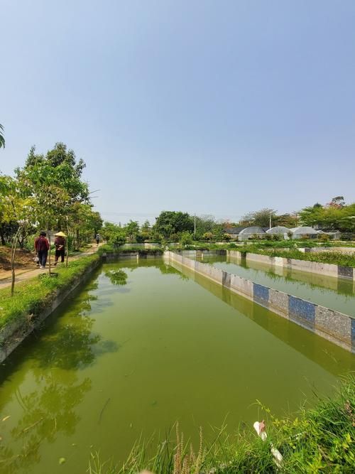 北戴河龍魚養殖基地哪家最好？，北戴河龍魚養殖基地