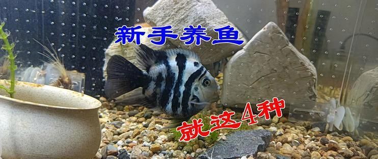 如何選擇適合新手的魚，新手養魚選擇適合新手養魚