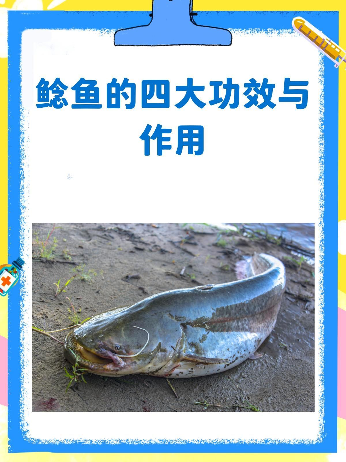 獨山龍魚和鯰魚哪個更有營養，獨山龍魚和鯰魚哪個更有營養獨山龍魚和鯰魚哪個更安全