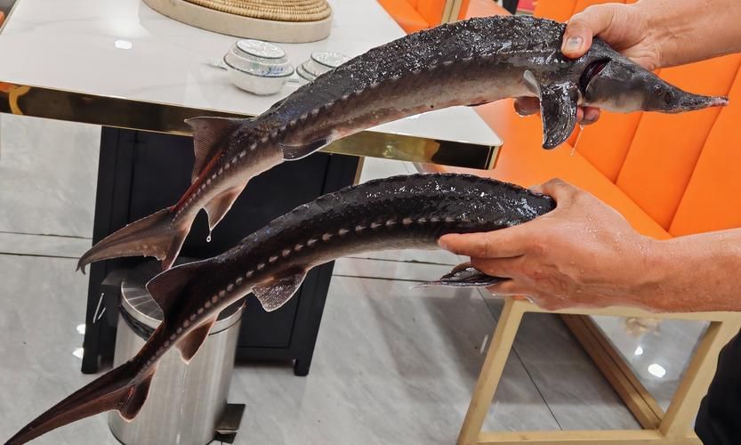 如何判斷三都龍魚是否安全食用？，三都龍魚是否安全食用， 如何判斷三都龍魚是否安全食用？，三都龍魚是否安全食用， 龍魚百科 第4張