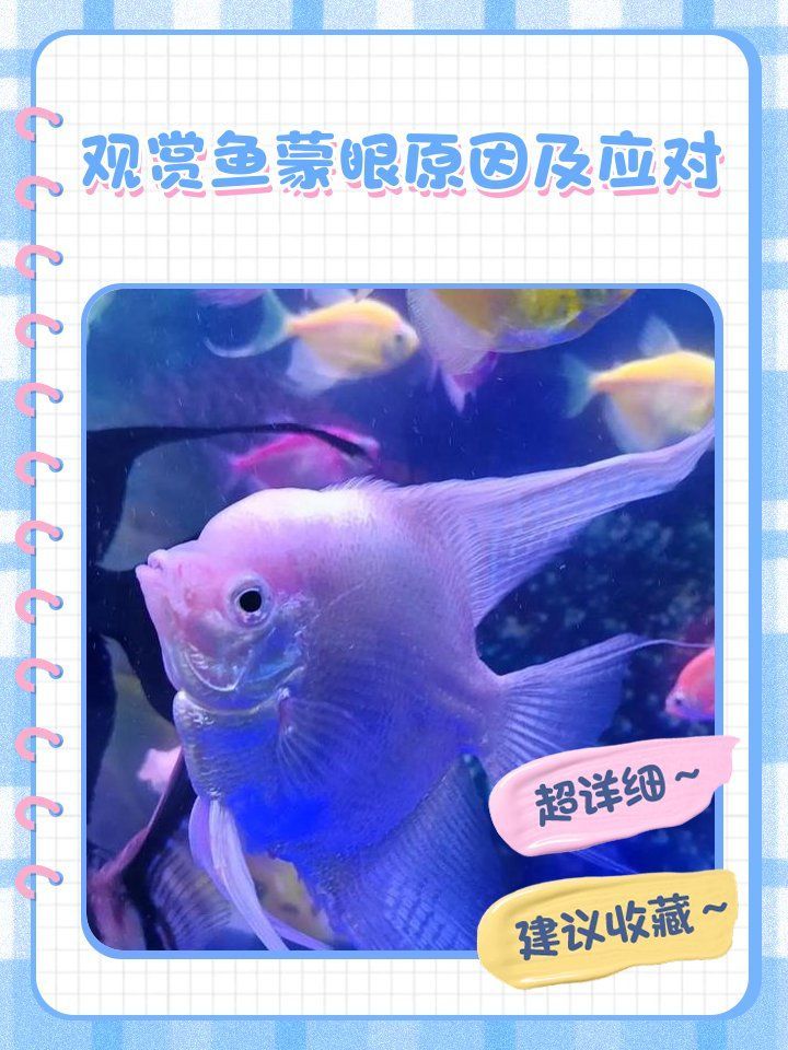 如何預防觀賞魚眼睛白膜的發生，觀賞魚眼睛白膜怎么辦 如何預防觀賞魚眼睛白膜的發生，觀賞魚眼睛白膜怎么辦 龍魚百科 第2張