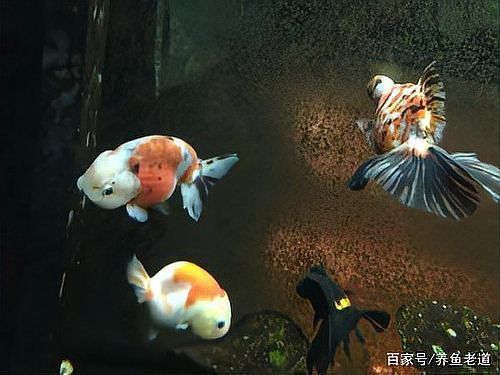 如何判斷魚腸炎的類型，如何判斷魚類腸炎 如何判斷魚腸炎的類型，如何判斷魚類腸炎 龍魚百科 第9張