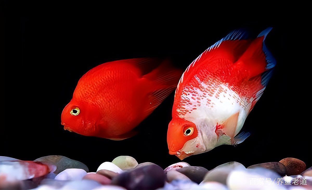 如何判斷魚腸炎的類型，如何判斷魚類腸炎 如何判斷魚腸炎的類型，如何判斷魚類腸炎 龍魚百科 第7張