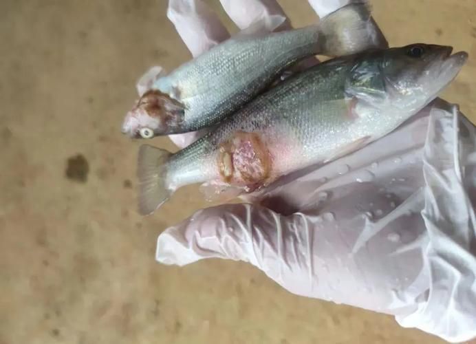 給我一些區分水霉病和細菌性爛鰓病的圖片，如何區分水霉病和細菌性爛鰓病