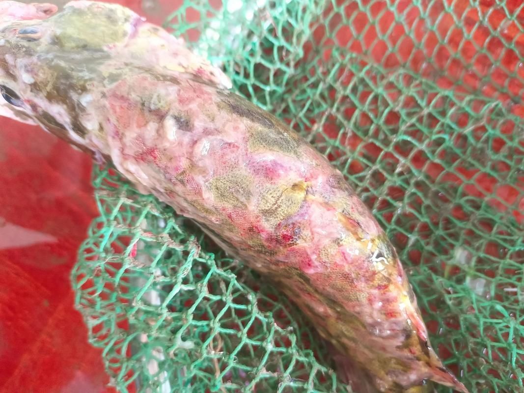 給我一些區分水霉病和細菌性爛鰓病的圖片，如何區分水霉病和細菌性爛鰓病