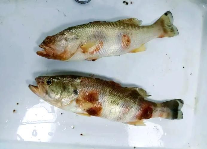 給我一些區分水霉病和細菌性爛鰓病的圖片，如何區分水霉病和細菌性爛鰓病