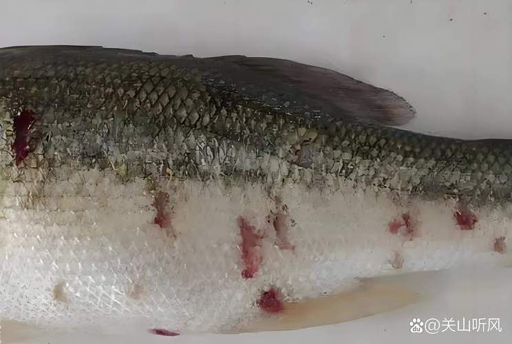 給我一些區分水霉病和細菌性爛鰓病的圖片，如何區分水霉病和細菌性爛鰓病
