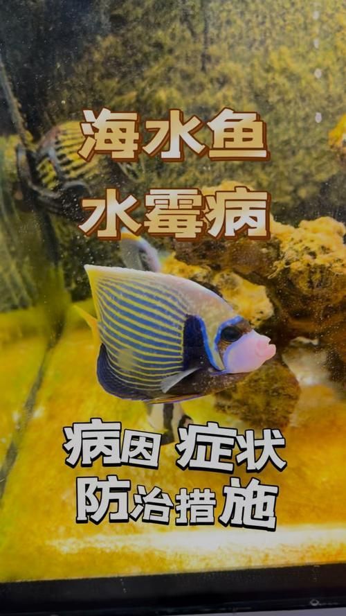 給我一些區分水霉病和細菌性爛鰓病的圖片，如何區分水霉病和細菌性爛鰓病