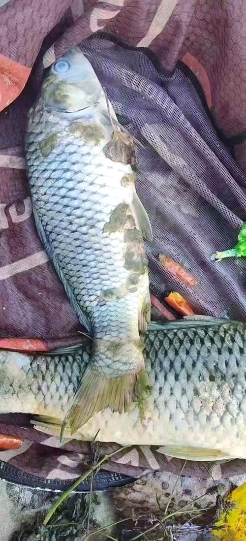 給我一些區分水霉病和細菌性爛鰓病的圖片，如何區分水霉病和細菌性爛鰓病