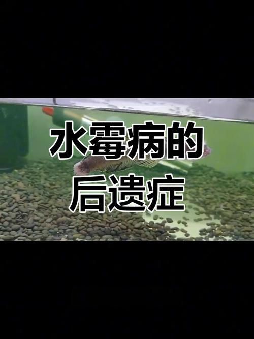 給我一些區分水霉病和細菌性爛鰓病的圖片，如何區分水霉病和細菌性爛鰓病