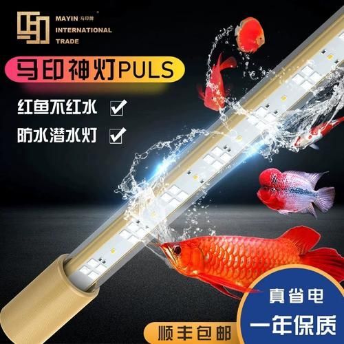 給我推薦幾款性價比高的龍魚發色專用燈，龍魚發色專用燈哪個牌子好 給我推薦幾款性價比高的龍魚發色專用燈，龍魚發色專用燈哪個牌子好 龍魚百科 第6張