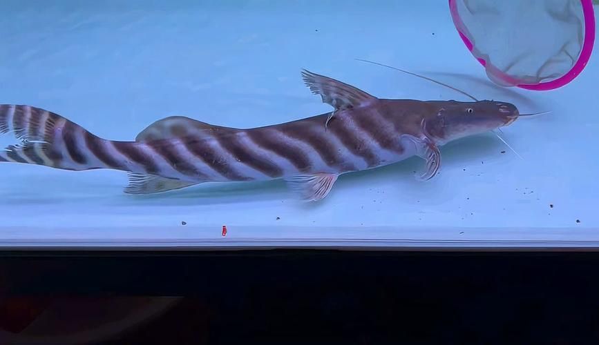 斑馬鴨嘴魚的價格是多少？，斑馬鴨嘴魚價格是多少