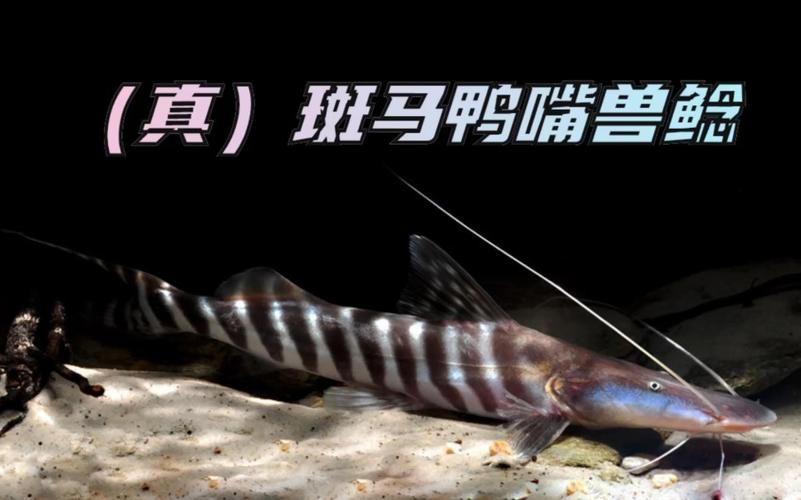 斑馬鴨嘴魚的價格是多少？，斑馬鴨嘴魚價格是多少
