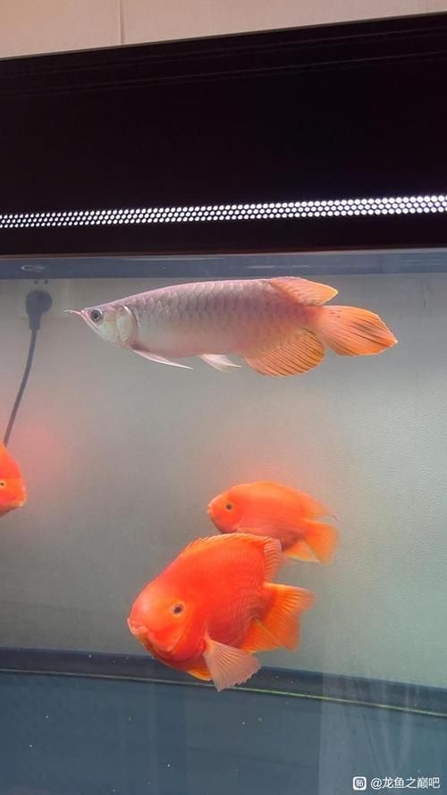 大湖紅龍魚的市場價格是多少？，大湖紅龍魚市場價格是多少大湖紅龍魚的發(fā)色過程是怎樣的