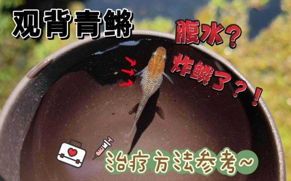 如何判斷腹水魚是否還有救，如何判斷、分辨腹水魚是否有救 如何判斷腹水魚是否還有救，如何判斷、分辨腹水魚是否有救 龍魚百科 第7張
