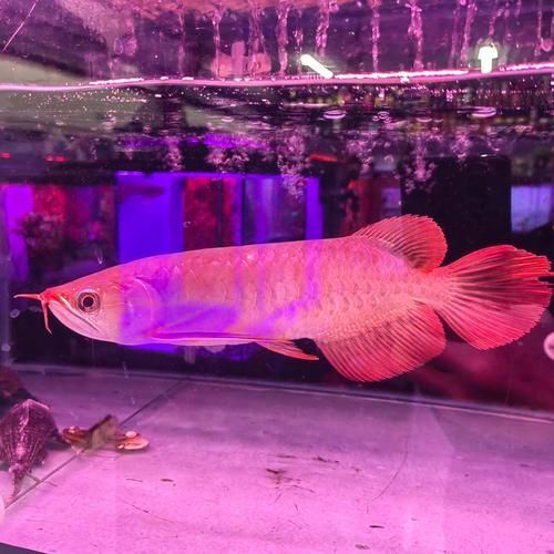 給我一些辨別紅金龍魚品相的圖片,如何挑選紅金龍魚 龍魚百科 第8張 給我一些辨別紅金龍魚品相的圖片,如何挑選紅金龍魚 給我一些辨別紅金龍魚品相的圖片,如何挑選紅金龍魚 龍魚百科 第8張