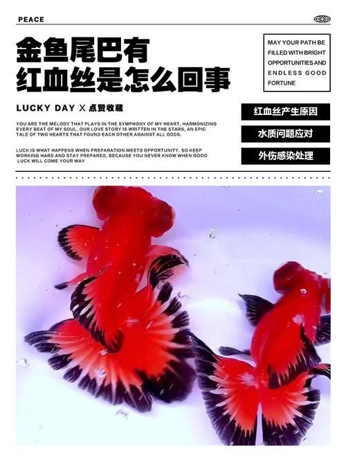 魚鰭充血如何緊急處理 龍魚百科 第8張 魚鰭充血如何緊急處理 魚鰭充血如何緊急處理 龍魚百科 第8張
