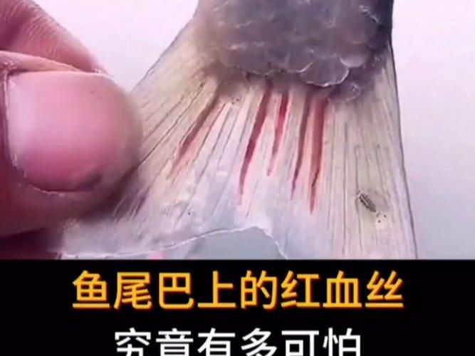 魚鰭充血如何緊急處理 龍魚百科 第9張 魚鰭充血如何緊急處理 魚鰭充血如何緊急處理 龍魚百科 第9張