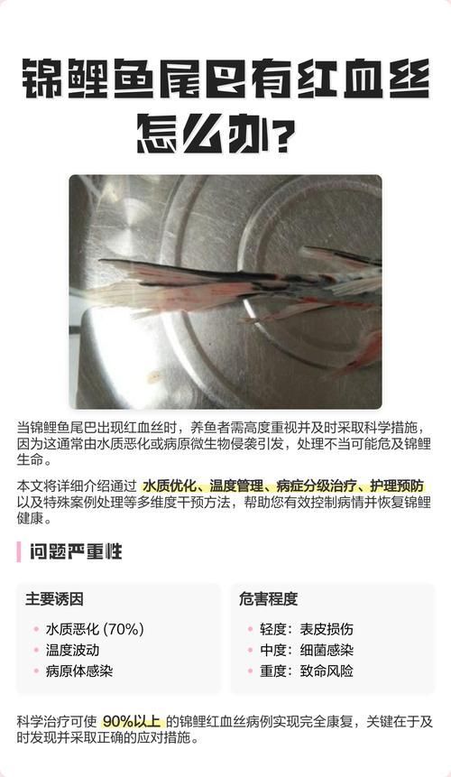魚鰭充血如何緊急處理 龍魚百科 第10張 魚鰭充血如何緊急處理 魚鰭充血如何緊急處理 龍魚百科 第10張