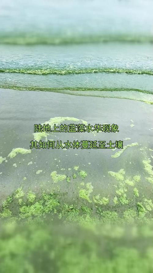 如何判斷水質(zhì)是否不佳，地表水環(huán)境質(zhì)量標(biāo)準(zhǔn)判斷水質(zhì)不佳調(diào)用工具arxiv論文 如何判斷水質(zhì)是否不佳，地表水環(huán)境質(zhì)量標(biāo)準(zhǔn)判斷水質(zhì)不佳調(diào)用工具arxiv論文 龍魚百科 第6張