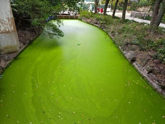 如何判斷水質(zhì)是否不佳，地表水環(huán)境質(zhì)量標(biāo)準(zhǔn)判斷水質(zhì)不佳調(diào)用工具arxiv論文 如何判斷水質(zhì)是否不佳，地表水環(huán)境質(zhì)量標(biāo)準(zhǔn)判斷水質(zhì)不佳調(diào)用工具arxiv論文 龍魚百科 第4張