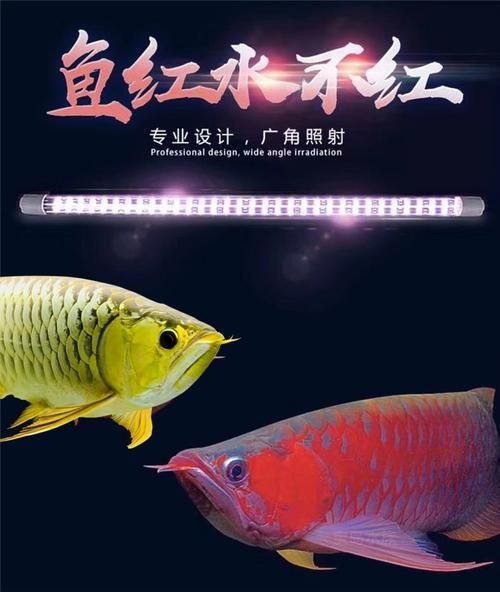 紅龍養殖LED燈價格范圍，紅龍養殖led燈價格范圍