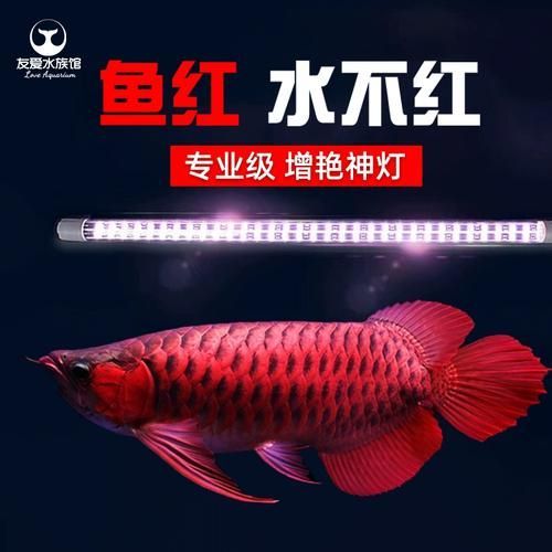 紅龍養殖LED燈價格范圍，紅龍養殖led燈價格范圍