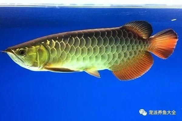 金龍魚哪個品種最便宜，金龍魚哪個品種最便宜寶石金龍魚高價原因揭秘