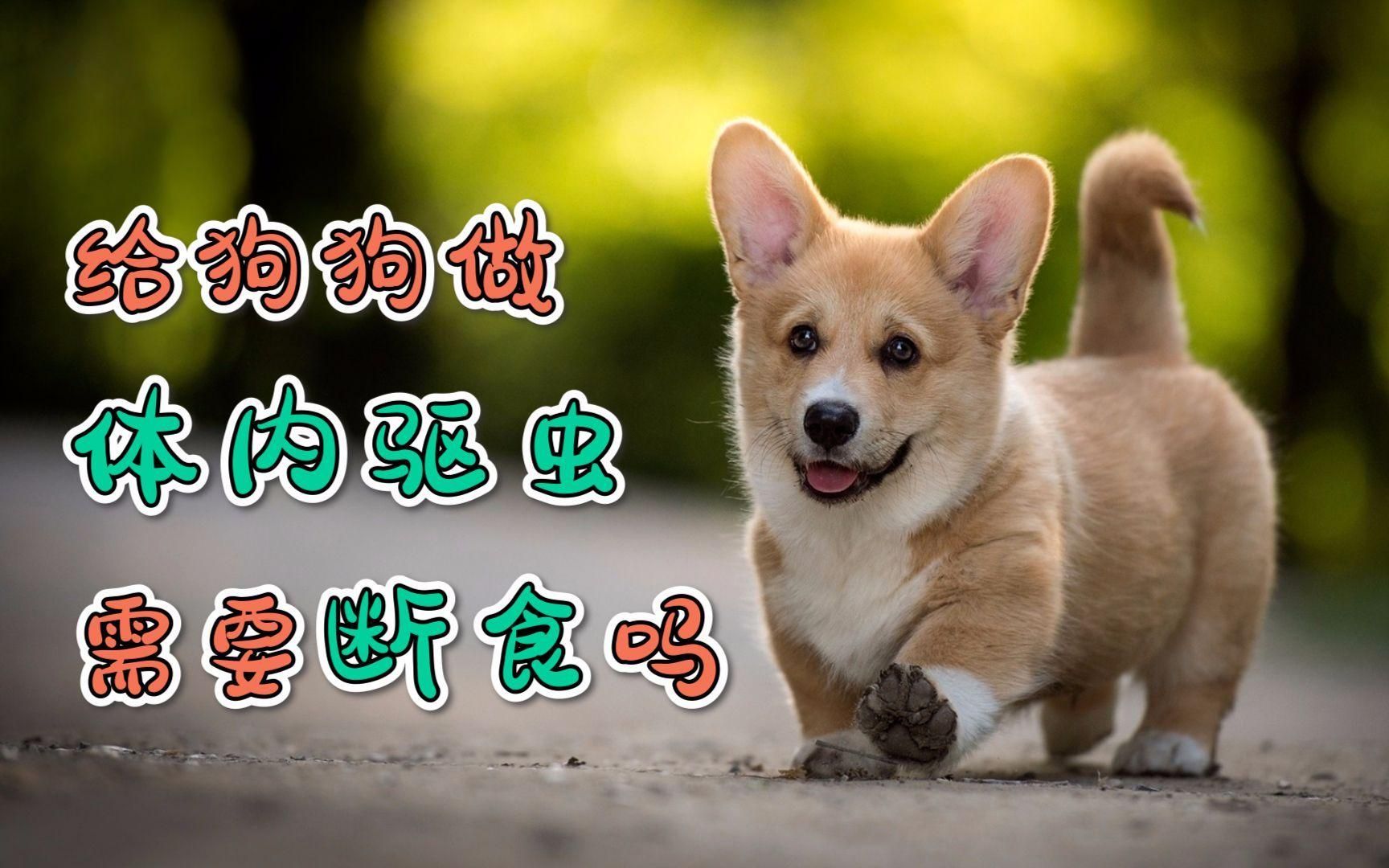 驅蟲期間需要停食嗎