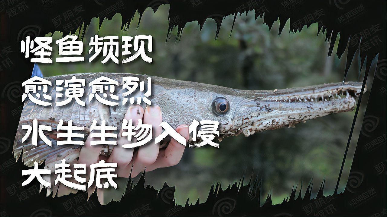 鱷雀鱔在中國有哪些天敵，中國鱷雀鱔在中國有哪些天敵？