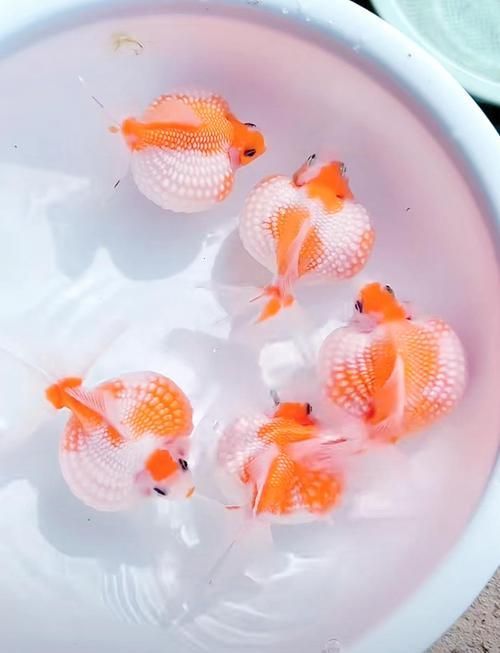 給我一些著名金魚品種的圖片，中國金魚品種及其體態夸張的金魚品種及其體態及其體態