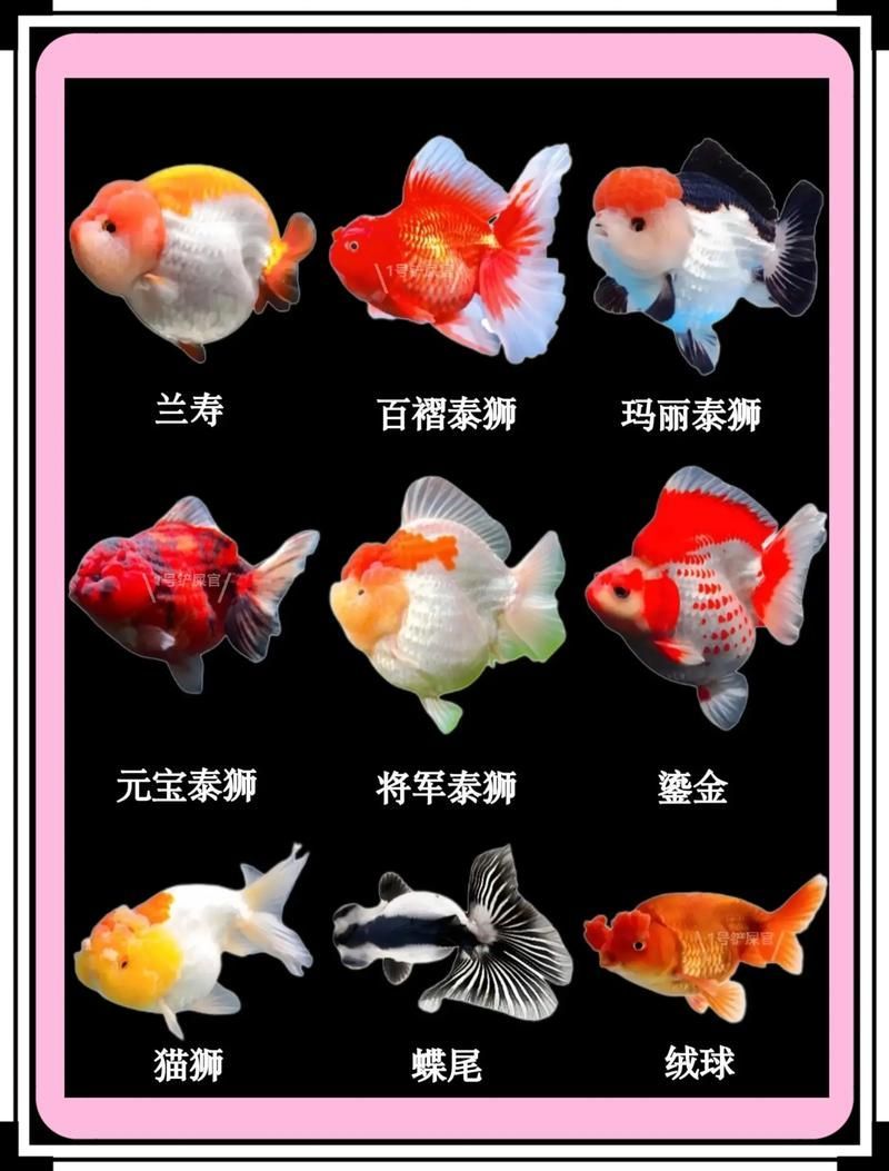 給我一些著名金魚品種的圖片，中國金魚品種及其體態夸張的金魚品種及其體態及其體態