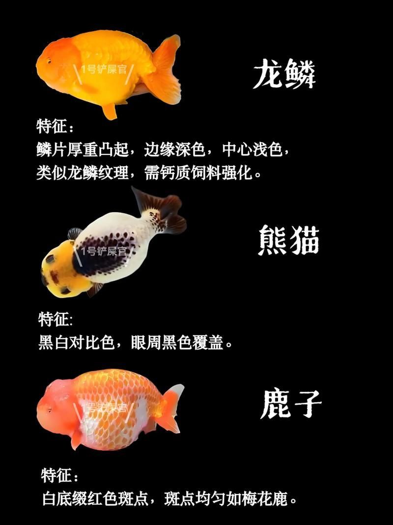給我一些著名金魚品種的圖片，中國金魚品種及其體態夸張的金魚品種及其體態及其體態