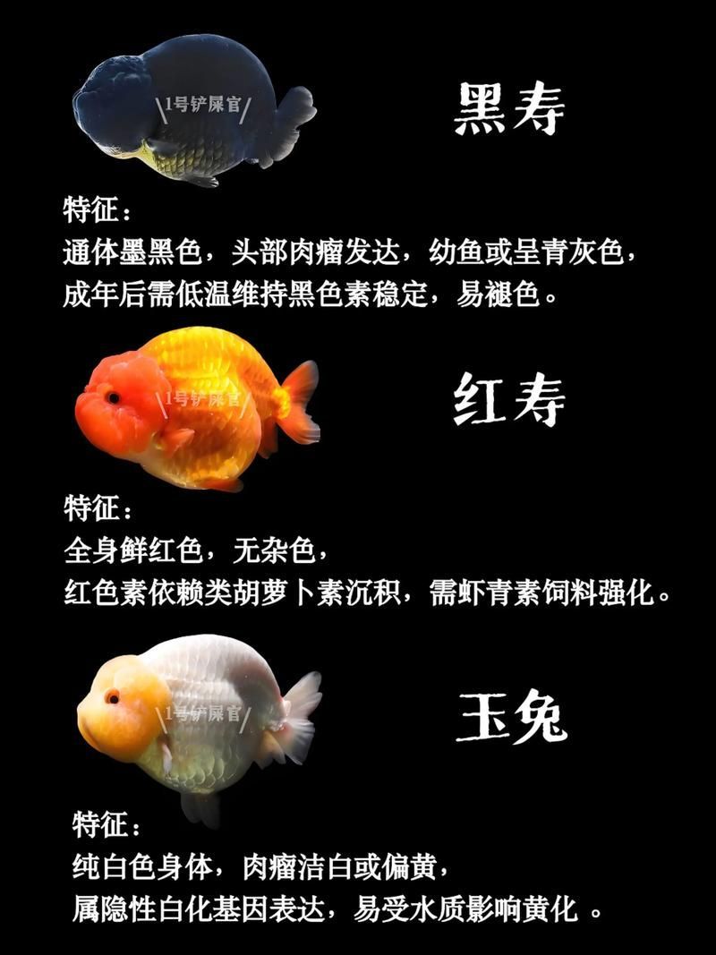 給我一些著名金魚品種的圖片，中國金魚品種及其體態夸張的金魚品種及其體態及其體態