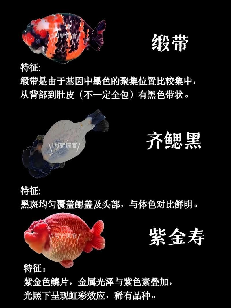 給我一些著名金魚品種的圖片，中國金魚品種及其體態夸張的金魚品種及其體態及其體態