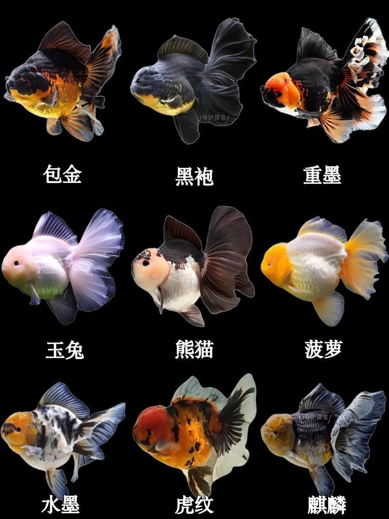 給我一些著名金魚品種的圖片，中國金魚品種及其體態夸張的金魚品種及其體態及其體態