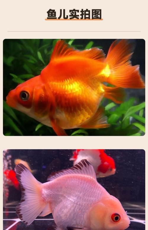 給我一些著名金魚品種的圖片，中國金魚品種及其體態夸張的金魚品種及其體態及其體態
